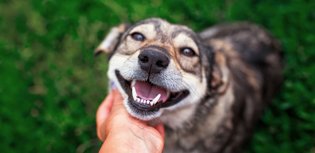 A dog outside