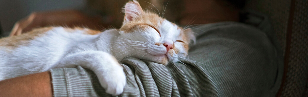 A cat sleeping on a persons forearm.