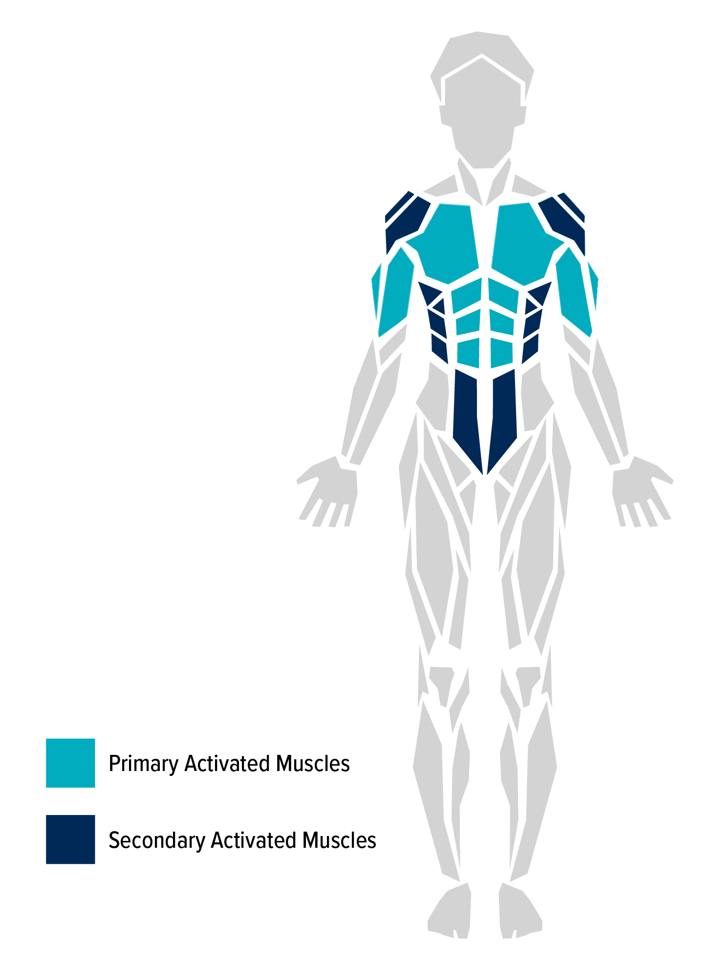 The human body and some of its muscles. Primary and secondary muscles worked by a push-up are highlighted.