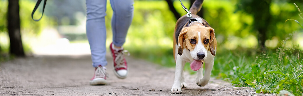 A person walking a dog outside.